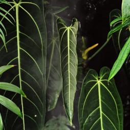 Anthurium Warocqueanum