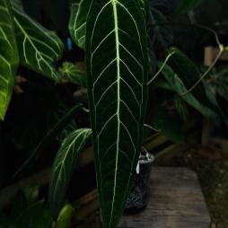 Anthurium Warocqueanum