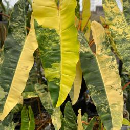 Philodendron Billietiae Variegata