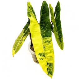 Philodendron Billietiae Variegata