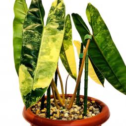 Philodendron Billietiae Variegata
