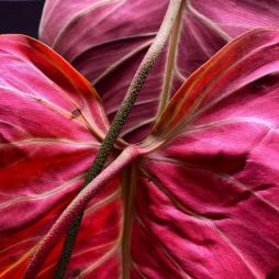 Philodendron EI choco red