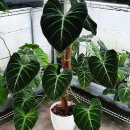 Philodendron EI choco red