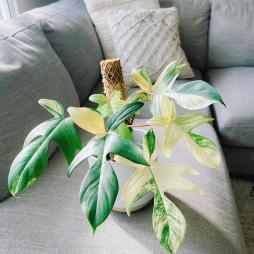 Philodendron Florida Beauty