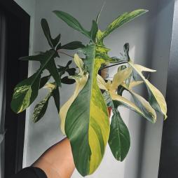 Philodendron Florida Beauty
