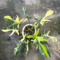 Philodendron Florida Beauty