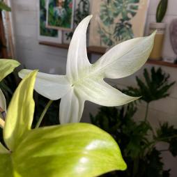 Philodendron Florida Ghost