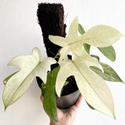 Philodendron Florida Ghost