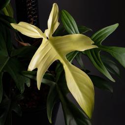 Philodendron Florida Ghost