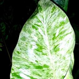 Philodendron Giganteum Blizzard