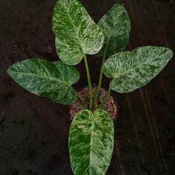 Philodendron Giganteum Blizzard