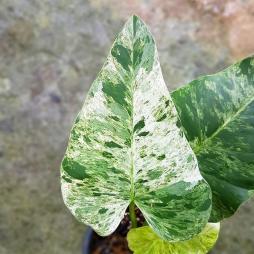 Philodendron Giganteum Blizzard
