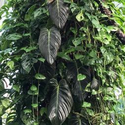 Philodendron Gigas