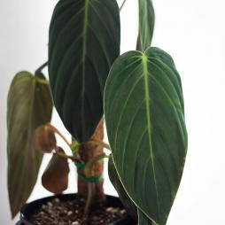 Philodendron Gigas