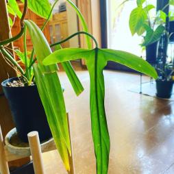 Philodendron Holtonianum