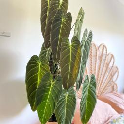 Philodendron Melanochrysum