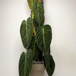 Philodendron Melanochrysum