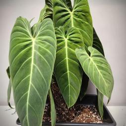 Philodendron Melanochrysum