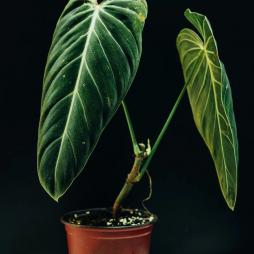 Philodendron Melanochrysum