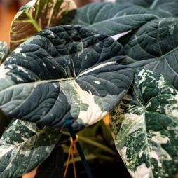 Alocasia Maharani Variegated