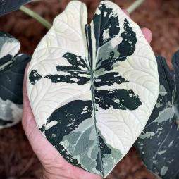 Alocasia Maharani Variegated