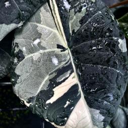 Alocasia Maharani Variegated