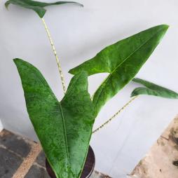 Alocasia Zebrina