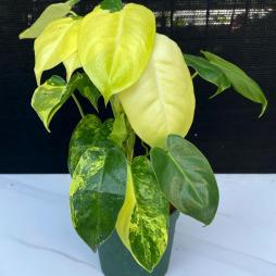 Philodendron Burle Marxii Variegated