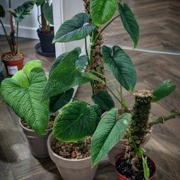 Philodendron Lynnhannoniae