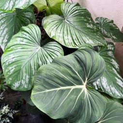 Philodendron Mamei