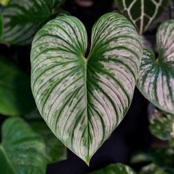 Philodendron Mamei