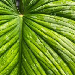 Philodendron Mamei
