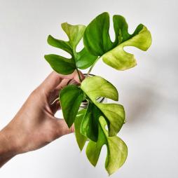 Raphidophora Tetrasperma Variegated