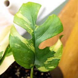 Raphidophora Tetrasperma Variegated