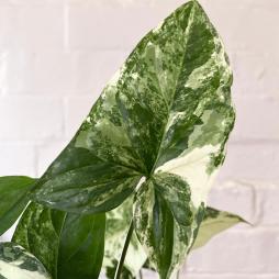 Syngonium Podophyllum albo Variegated