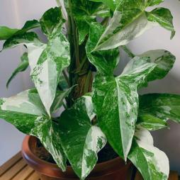 Syngonium Podophyllum albo Variegated
