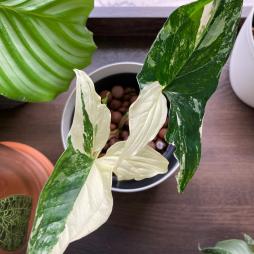 Syngonium Podophyllum albo Variegated