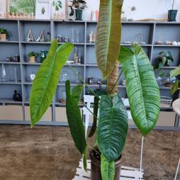 Philodendron Sharoniae