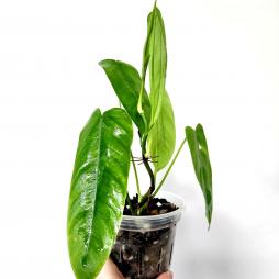 Philodendron Sharoniae