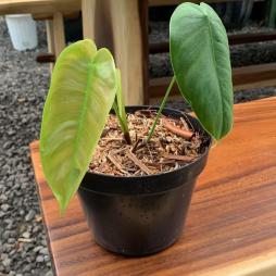 Philodendron Sharoniae