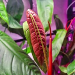 Philodendron Sharoniae