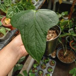 Anthurium Subsignatum