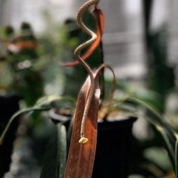 Anthurium Wendlingeri