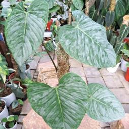 Philodendron sodiroi