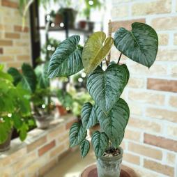 Philodendron sodiroi