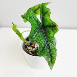 Alocasia Jacklyn