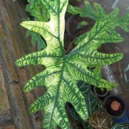 Alocasia Jacklyn