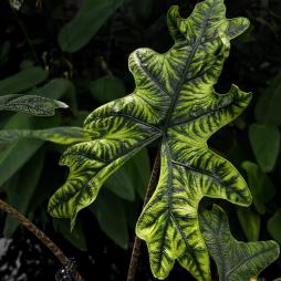 Alocasia Jacklyn