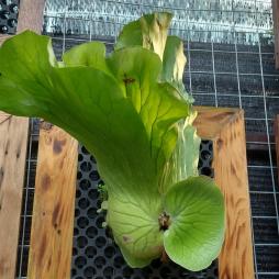 Platycerium Wandae