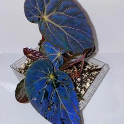 Begonia Burkillii Dark Form